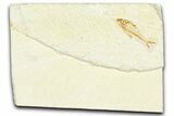 Detailed Fossil Fish (Knightia) - Wyoming #367486-2